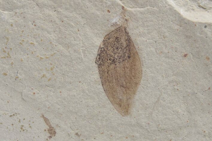 Valved Seed Pod Fossil - Green River Formation, Utah #219757